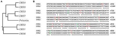 Oligodeoxynucleotides Can Transiently Up- and Downregulate CHS Gene Expression in Flax by Changing DNA Methylation in a Sequence-Specific Manner